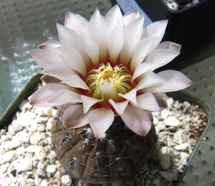 Gymnocalycium kieslingii var. casteneum